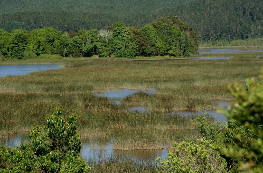 La Importancia de los humedales en San Cristóbal