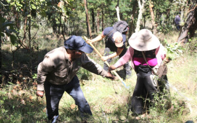 Reforestación en “Agua de Pajarito” 18 de junio