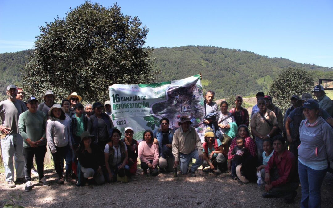 Décimo Segunda Jornada de Reforestación en Romerillo #Chamula