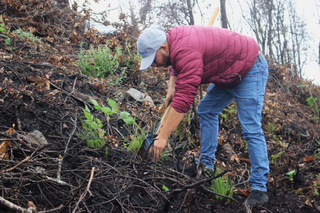 hombre plantando un árbol reforestando